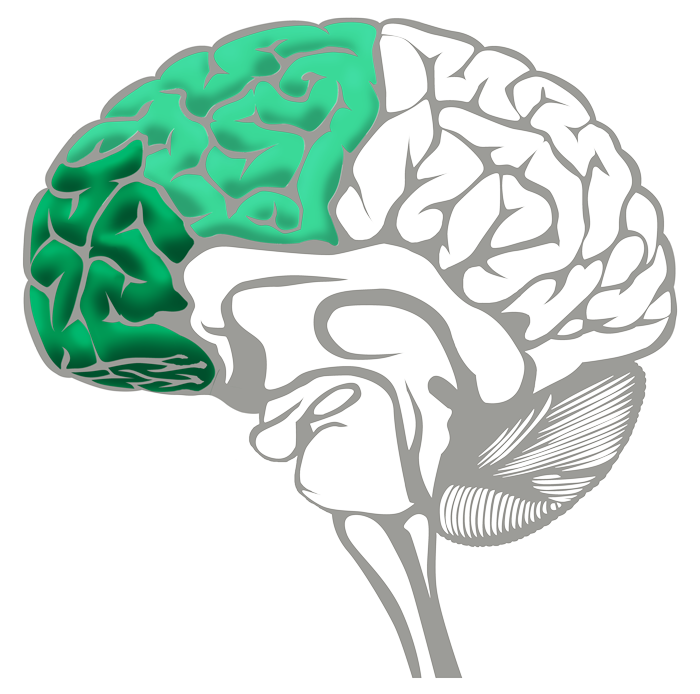 Brain Executive Green